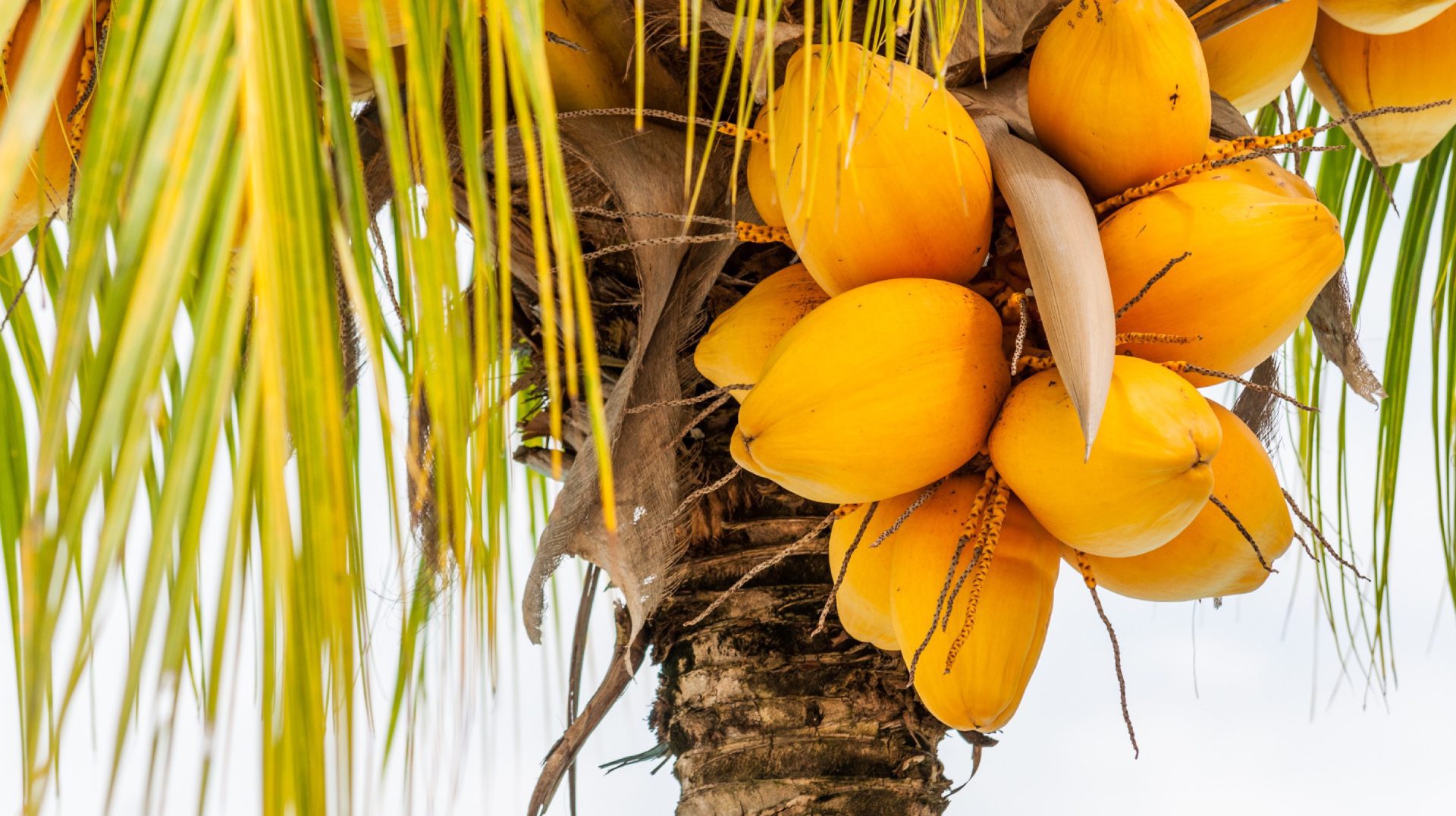 Coconut tree with bunches of yellow coconut fruits