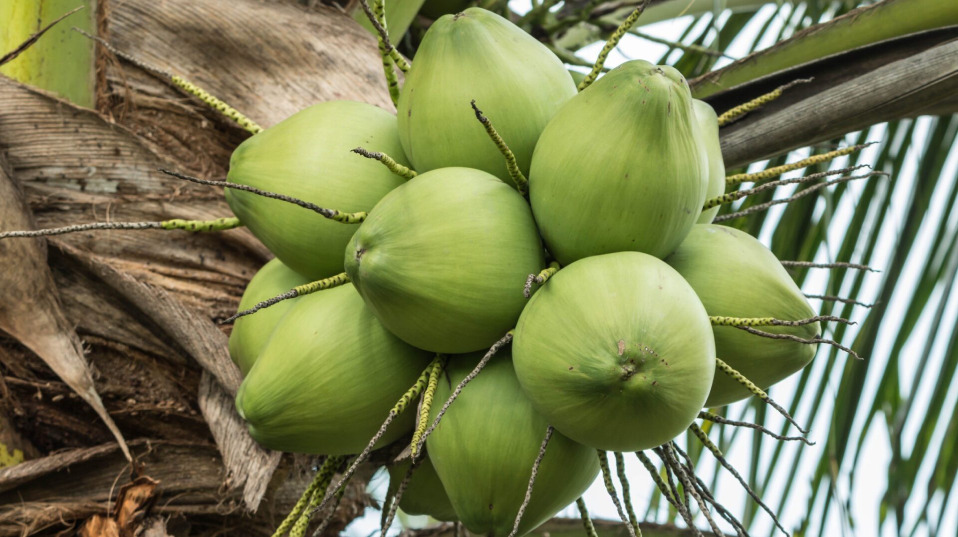 Green coconuts in the tree